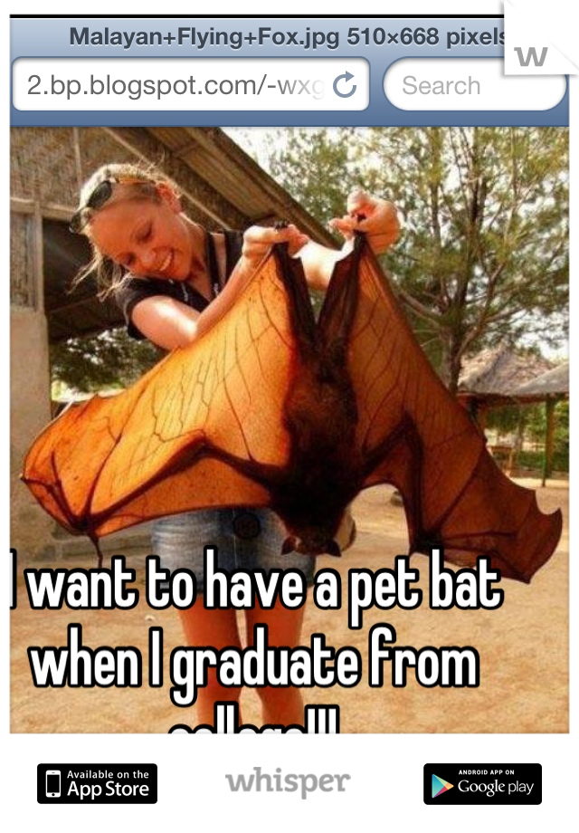 I want to have a pet bat when I graduate from college!!!