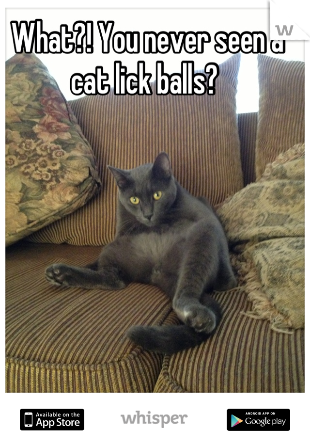 What?! You never seen a cat lick balls? 