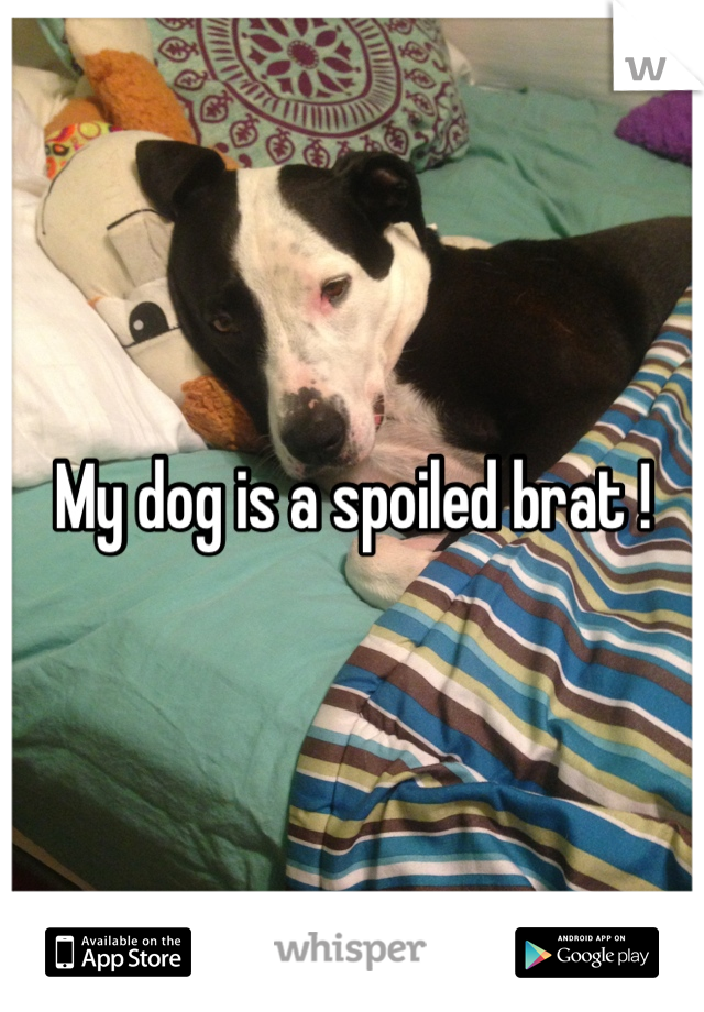 My dog is a spoiled brat !