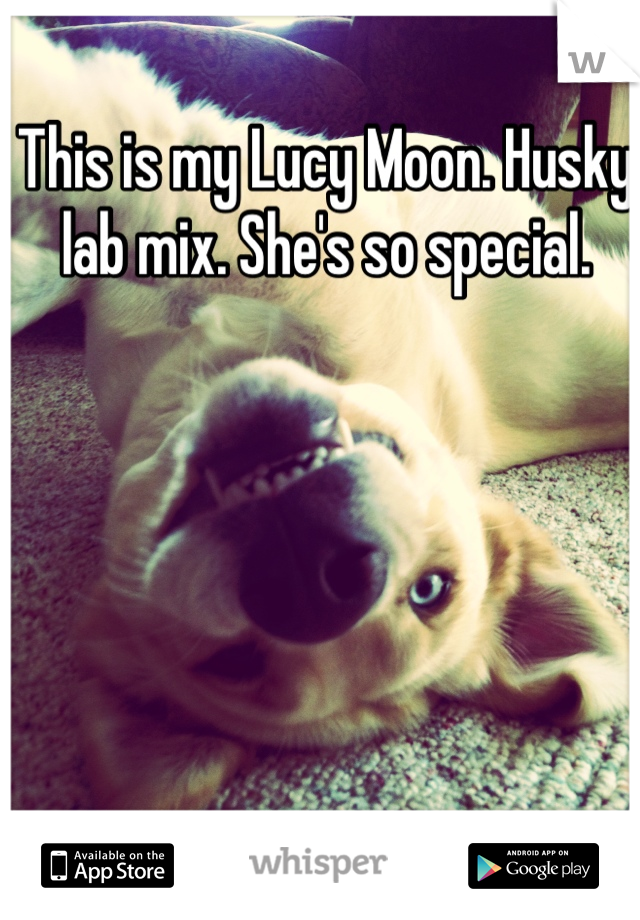 This is my Lucy Moon. Husky lab mix. She's so special.