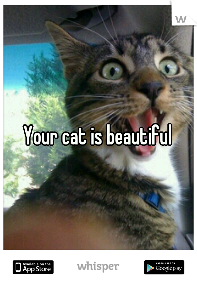 Your cat is beautiful