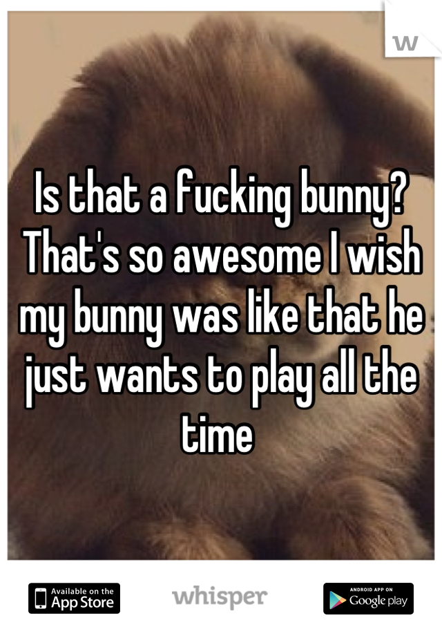Is that a fucking bunny? That's so awesome I wish my bunny was like that he just wants to play all the time 