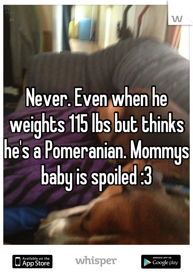 Never. Even when he weights 115 lbs but thinks he's a Pomeranian. Mommys baby is spoiled :3