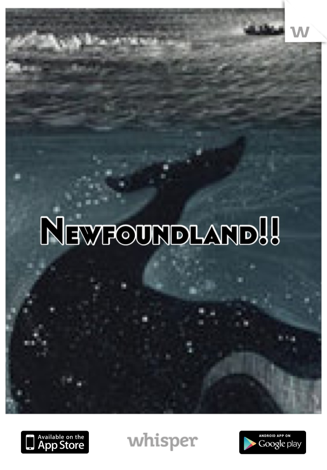 Newfoundland!! 