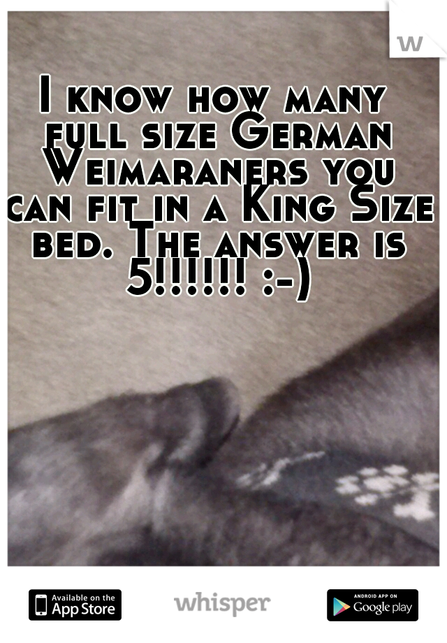 I know how many full size German Weimaraners you can fit in a King Size bed. The answer is 5!!!!!! :-)