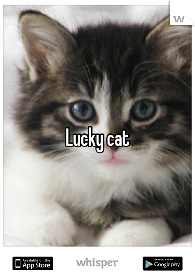Lucky cat