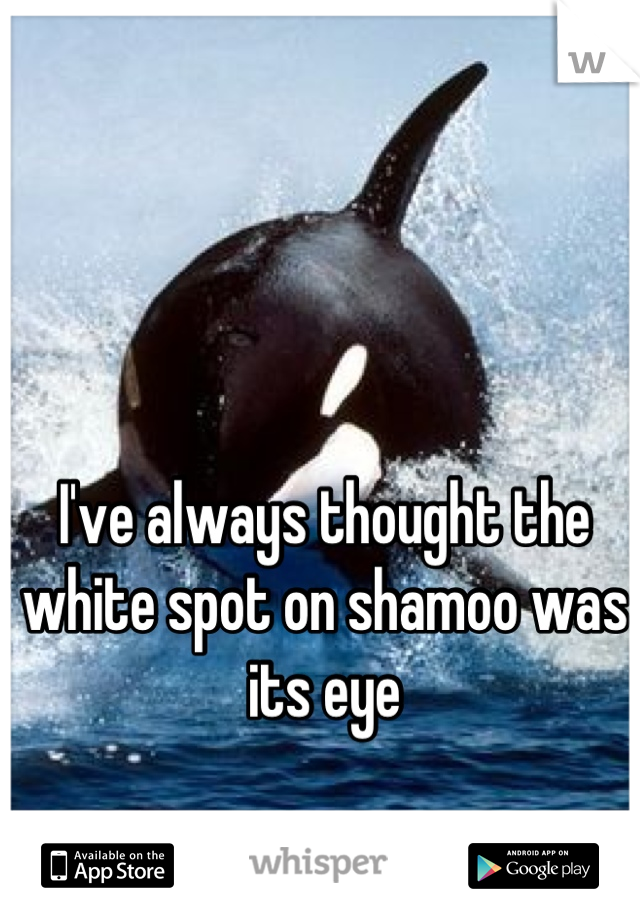I've always thought the white spot on shamoo was its eye