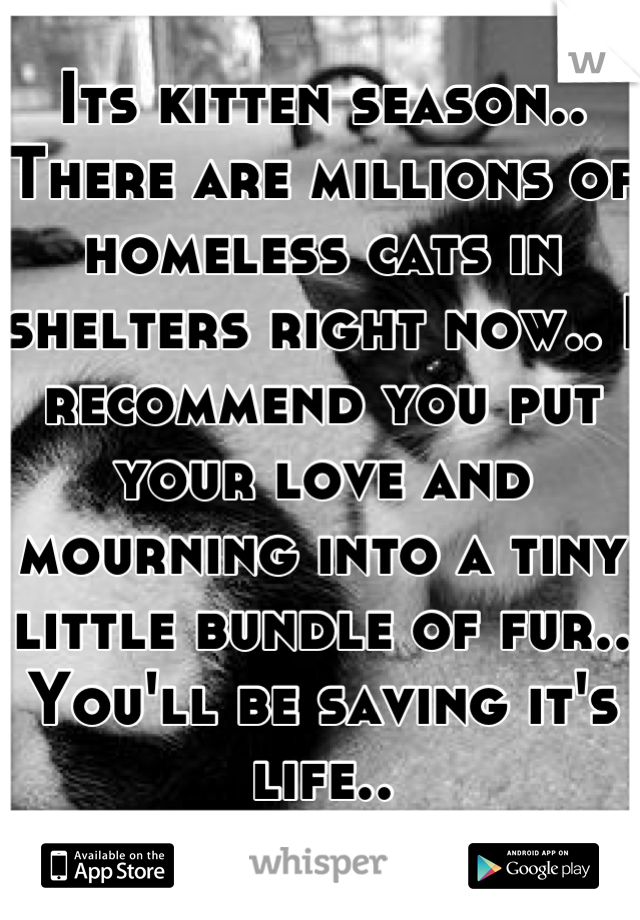 Its kitten season.. There are millions of homeless cats in shelters right now.. I recommend you put your love and mourning into a tiny little bundle of fur.. You'll be saving it's life..
Best of luck 