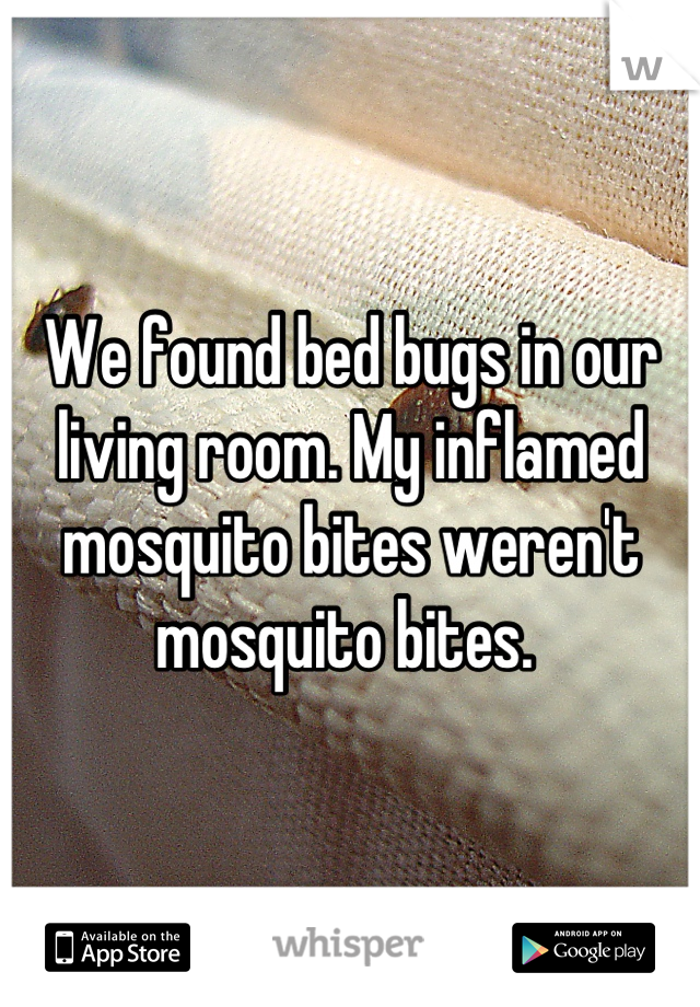 We found bed bugs in our living room. My inflamed mosquito bites weren't mosquito bites. 
