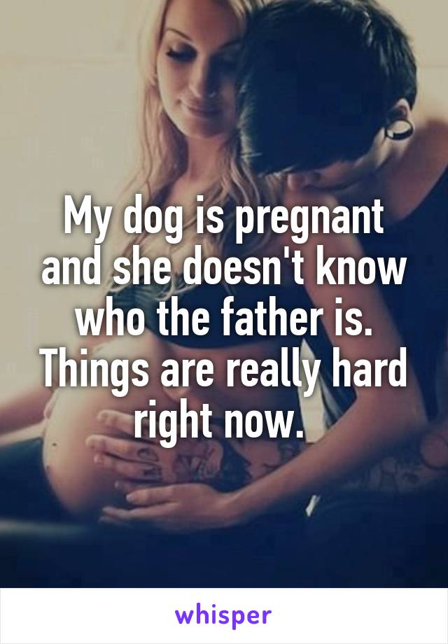 My dog is pregnant and she doesn't know who the father is.
Things are really hard right now. 
