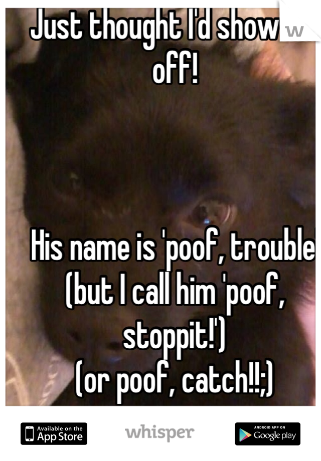 Just thought I'd show em off!



His name is 'poof, trouble'
(but I call him 'poof, stoppit!')
(or poof, catch!!;)