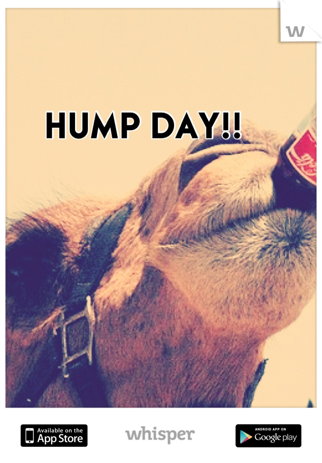 HUMP DAY!!