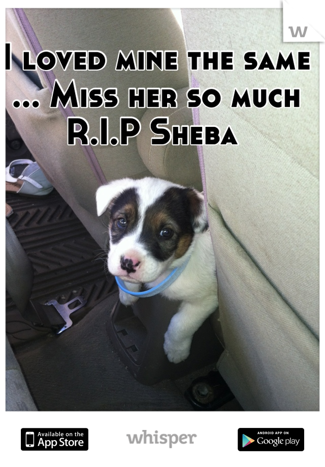 I loved mine the same ... Miss her so much R.I.P Sheba 