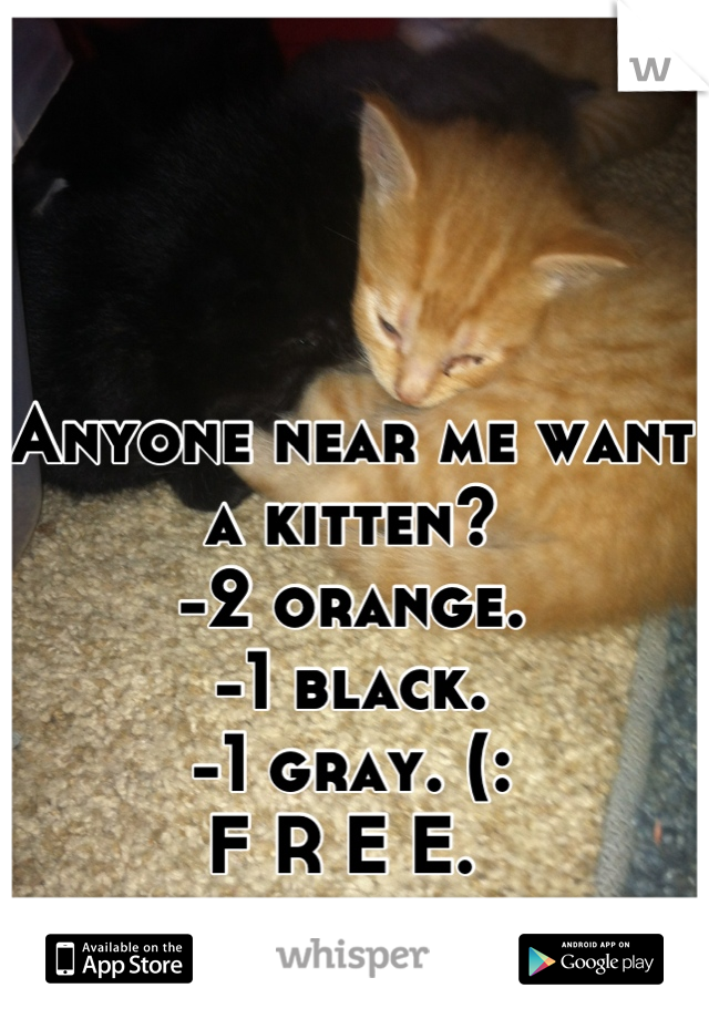 Anyone near me want a kitten? 
-2 orange. 
-1 black. 
-1 gray. (:
F R E E. 