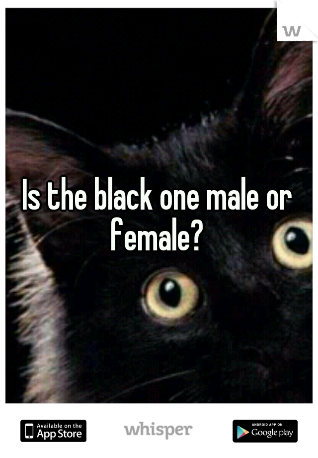 Is the black one male or female? 