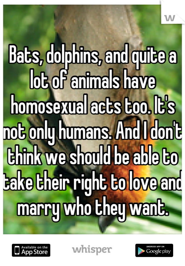 Bats, dolphins, and quite a lot of animals have homosexual acts too. It's not only humans. And I don't think we should be able to take their right to love and marry who they want.