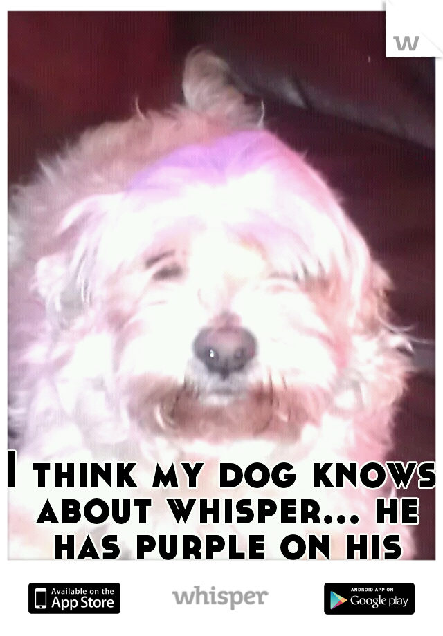 I think my dog knows about whisper... he has purple on his hair.