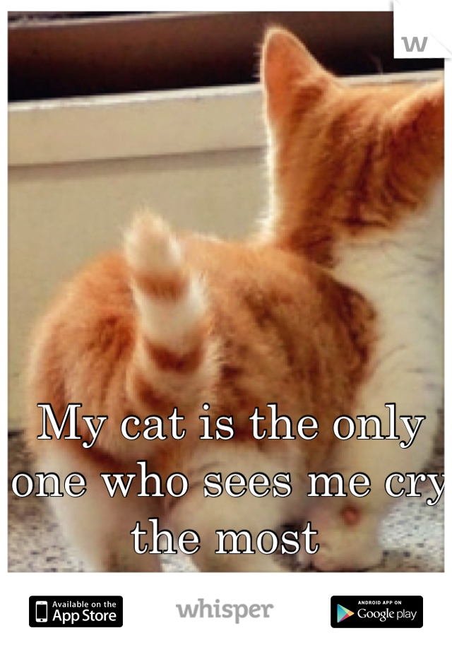 My cat is the only one who sees me cry the most 