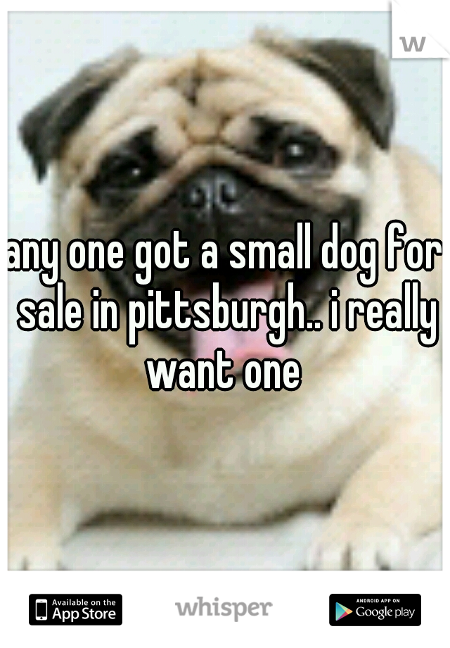 any one got a small dog for sale in pittsburgh.. i really want one 