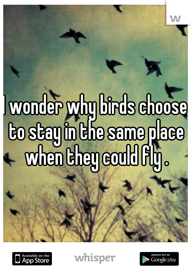 I wonder why birds choose to stay in the same place when they could fly .