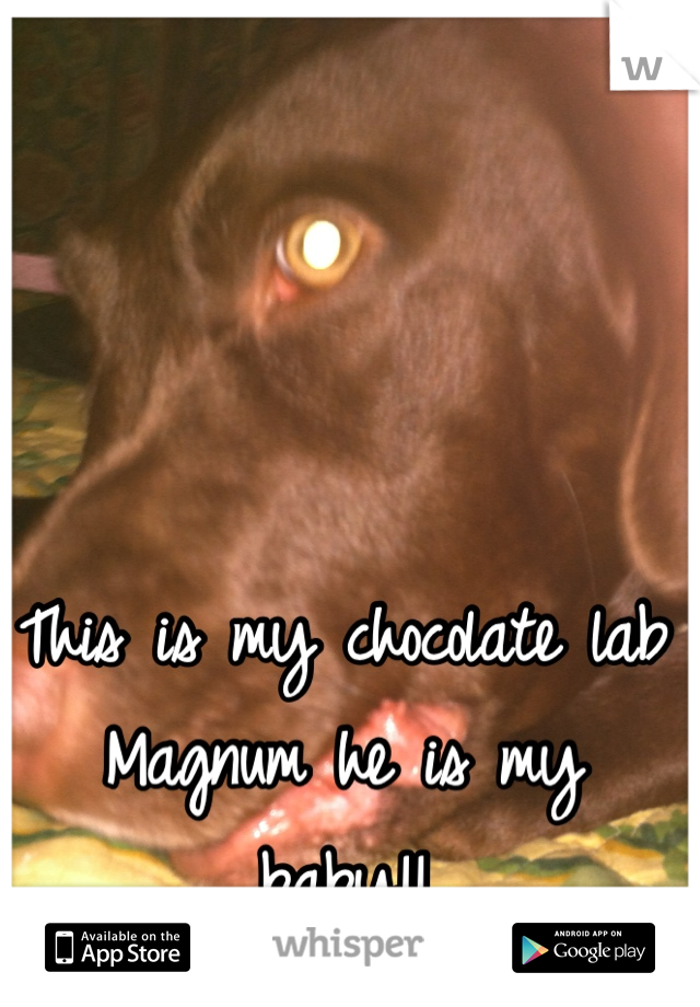 This is my chocolate lab Magnum he is my baby!!