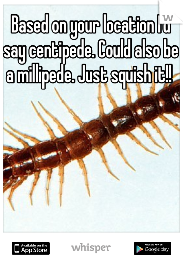 Based on your location I'd say centipede. Could also be a millipede. Just squish it!! 