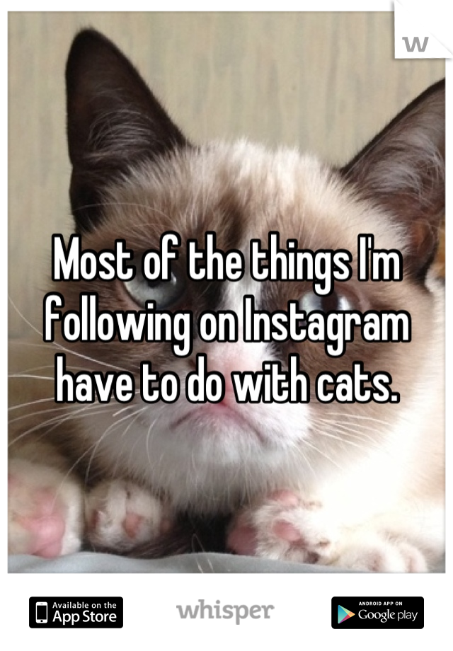 Most of the things I'm following on Instagram have to do with cats.