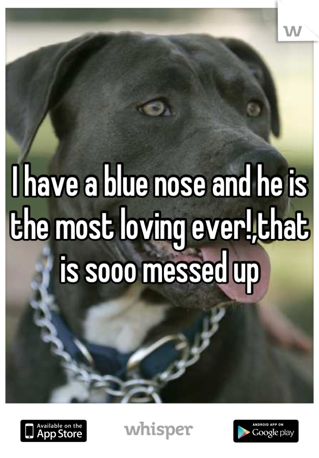 I have a blue nose and he is the most loving ever!,that is sooo messed up