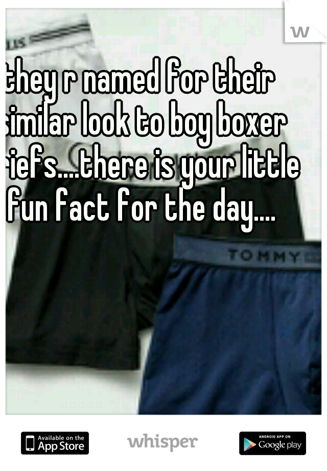 they r named for their similar look to boy boxer briefs....there is your little fun fact for the day....