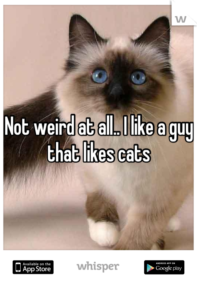 Not weird at all.. I like a guy that likes cats