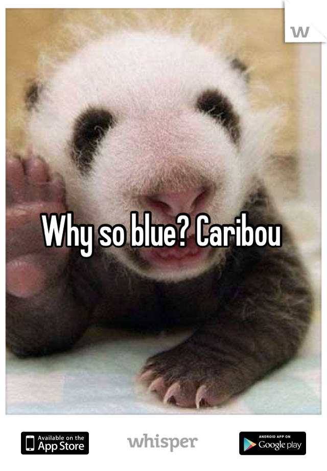 Why so blue? Caribou 