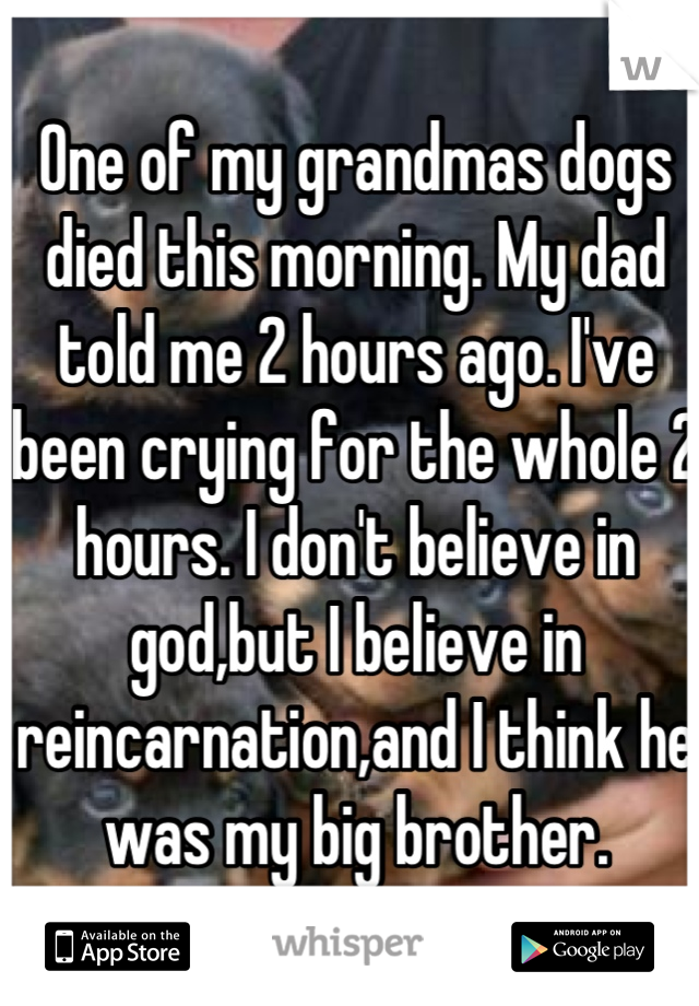 One of my grandmas dogs died this morning. My dad told me 2 hours ago. I've been crying for the whole 2 hours. I don't believe in god,but I believe in reincarnation,and I think he was my big brother.