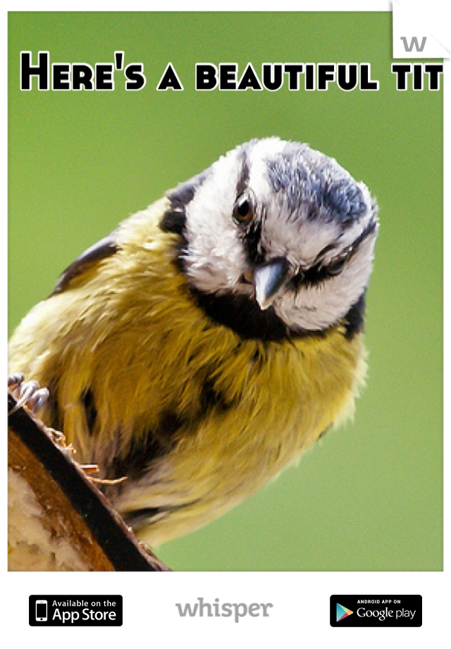 Here's a beautiful tit