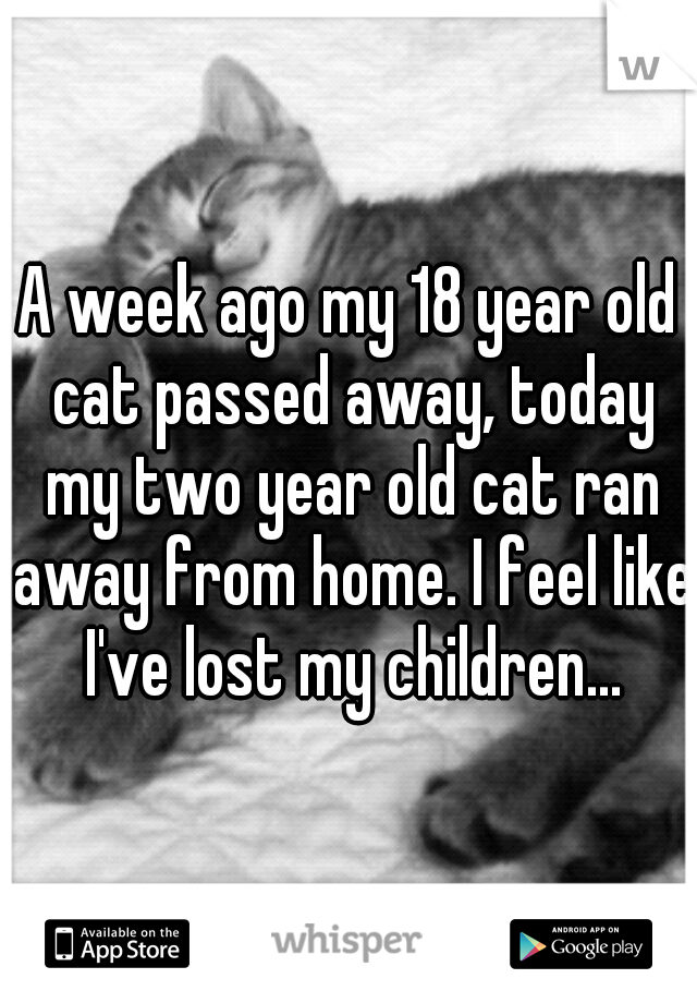 A week ago my 18 year old cat passed away, today my two year old cat ran away from home. I feel like I've lost my children...