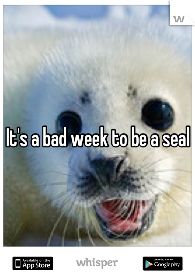 It's a bad week to be a seal