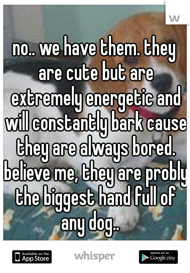 no.. we have them. they are cute but are extremely energetic and will constantly bark cause they are always bored. believe me, they are probly the biggest hand full of any dog..   