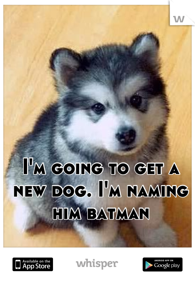 I'm going to get a new dog. I'm naming him batman