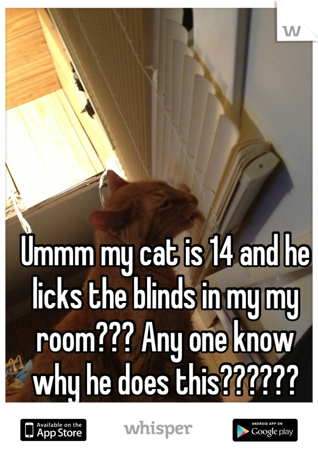 Ummm my cat is 14 and he licks the blinds in my my room??? Any one know why he does this?????? Anyone?????