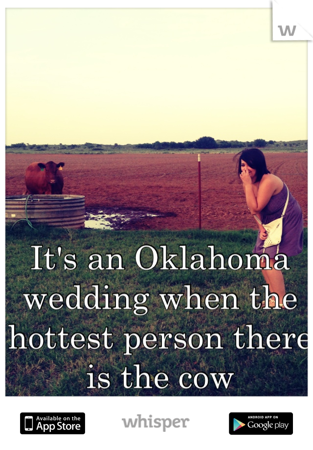 It's an Oklahoma wedding when the hottest person there is the cow