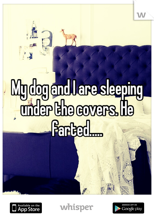 My dog and I are sleeping under the covers. He farted.....