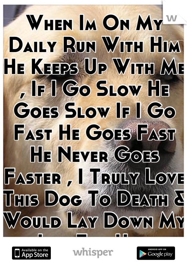 When Im On My Daily Run With Him He Keeps Up With Me , If I Go Slow He Goes Slow If I Go Fast He Goes Fast He Never Goes Faster , I Truly Love This Dog To Death & Would Lay Down My Life For Him.