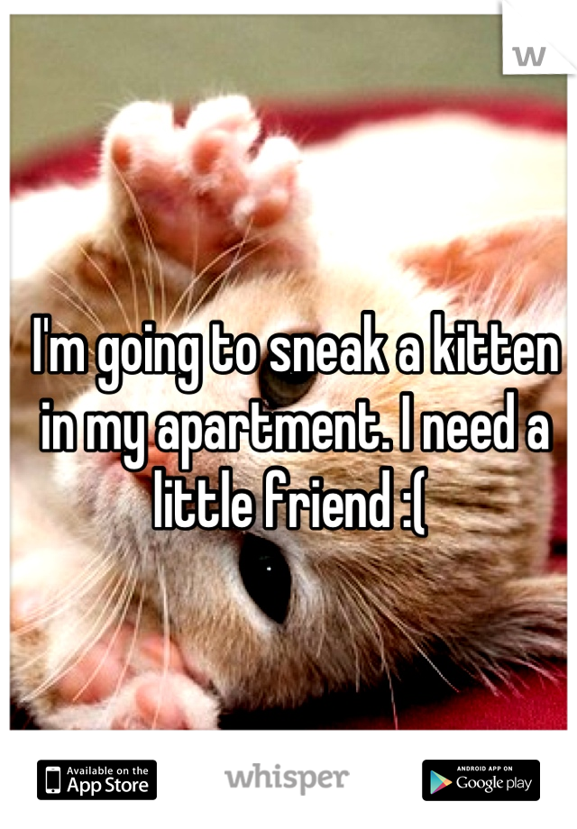 I'm going to sneak a kitten in my apartment. I need a little friend :( 