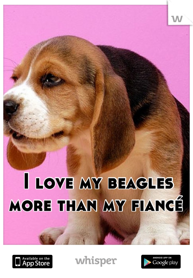 I love my beagles more than my fiancé 