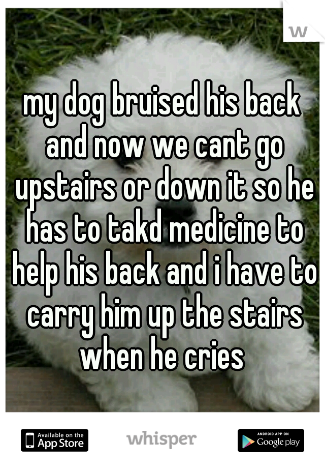 my dog bruised his back and now we cant go upstairs or down it so he has to takd medicine to help his back and i have to carry him up the stairs when he cries 