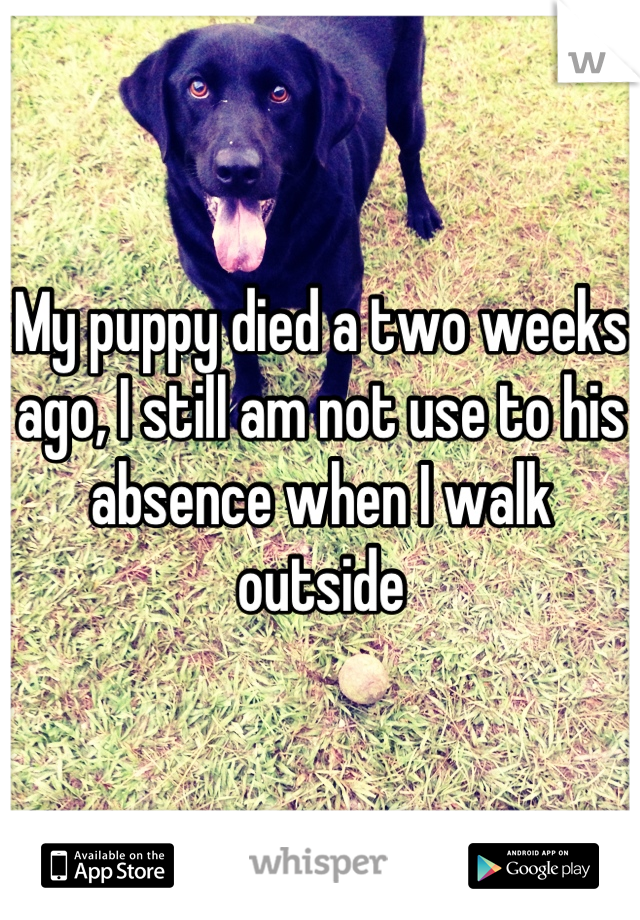 My puppy died a two weeks ago, I still am not use to his absence when I walk outside