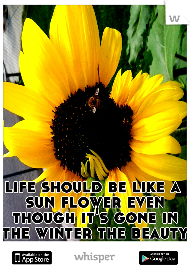 life should be like a sun flower even though it's gone in the winter the beauty of it is always there