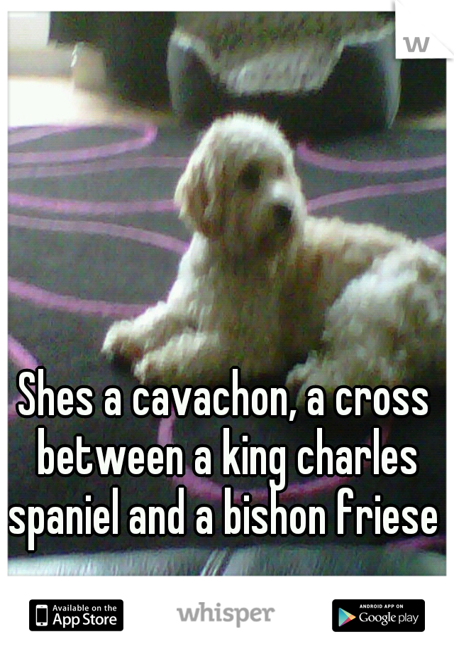 Shes a cavachon, a cross between a king charles spaniel and a bishon friese 