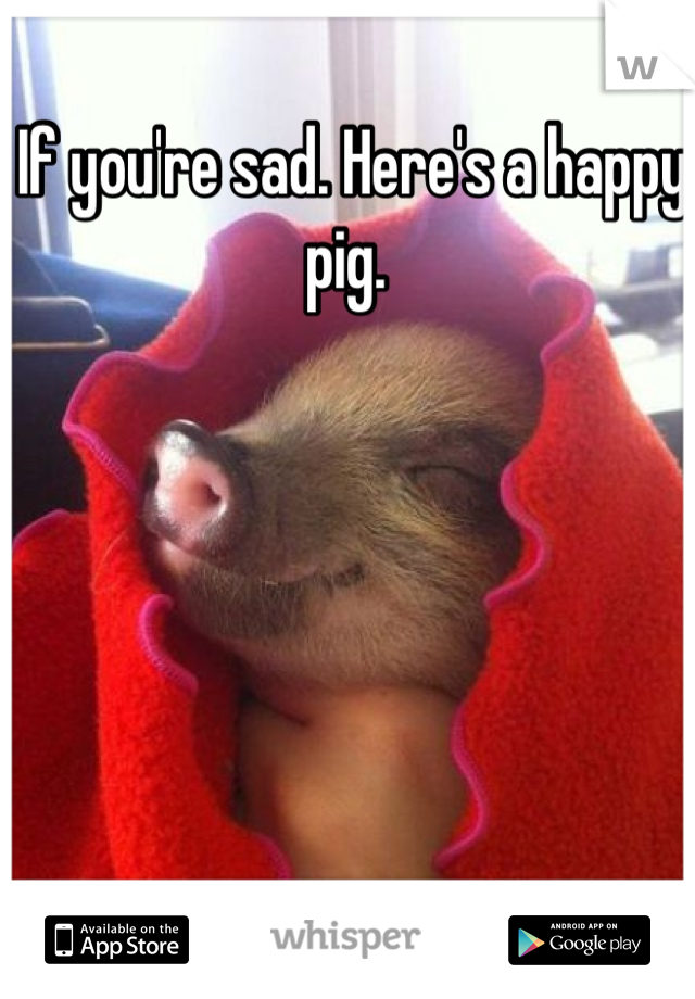 If you're sad. Here's a happy pig. 