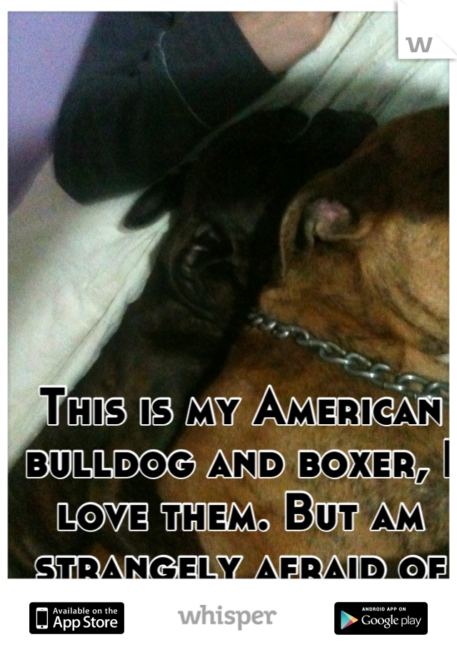 This is my American bulldog and boxer, I love them. But am strangely afraid of dogs.