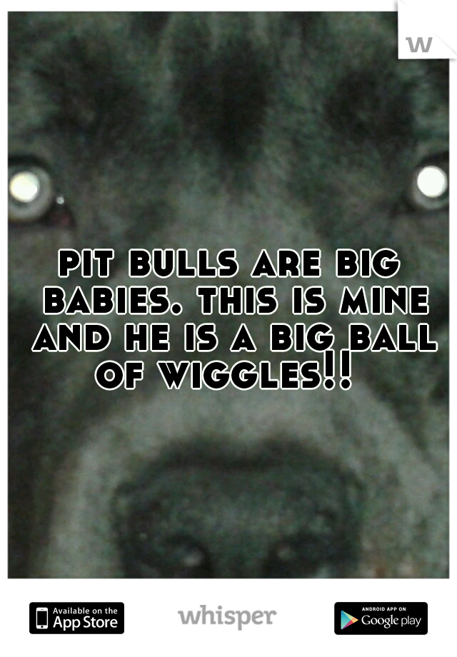 pit bulls are big babies. this is mine and he is a big ball of wiggles!!
